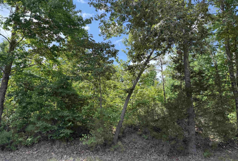 1 ROSE CREEK RD, Selmer, Tennessee 38375, 0 , 0 ,0,Land,For Sale,ROSE CREEK,0,10211442
