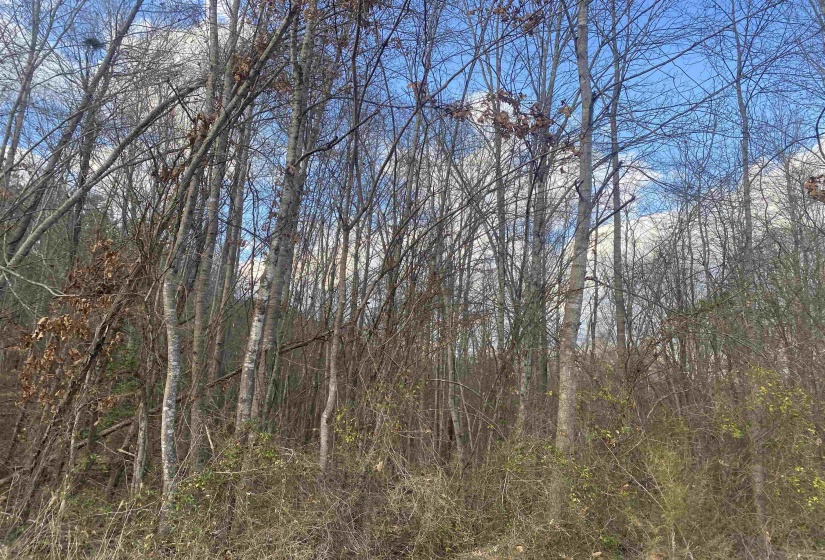 3 ROSE CREEK RD, Selmer, Tennessee 38375, 0 , 0 ,0,Land,For Sale,ROSE CREEK,0,10211461