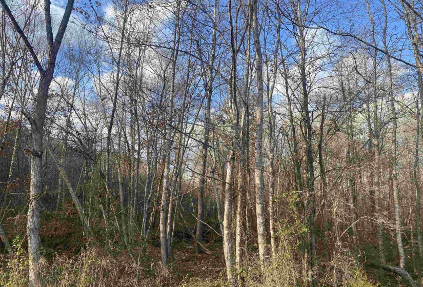 3 ROSE CREEK RD, Selmer, Tennessee 38375, 0 , 0 ,0,Land,For Sale,ROSE CREEK,0,10211461