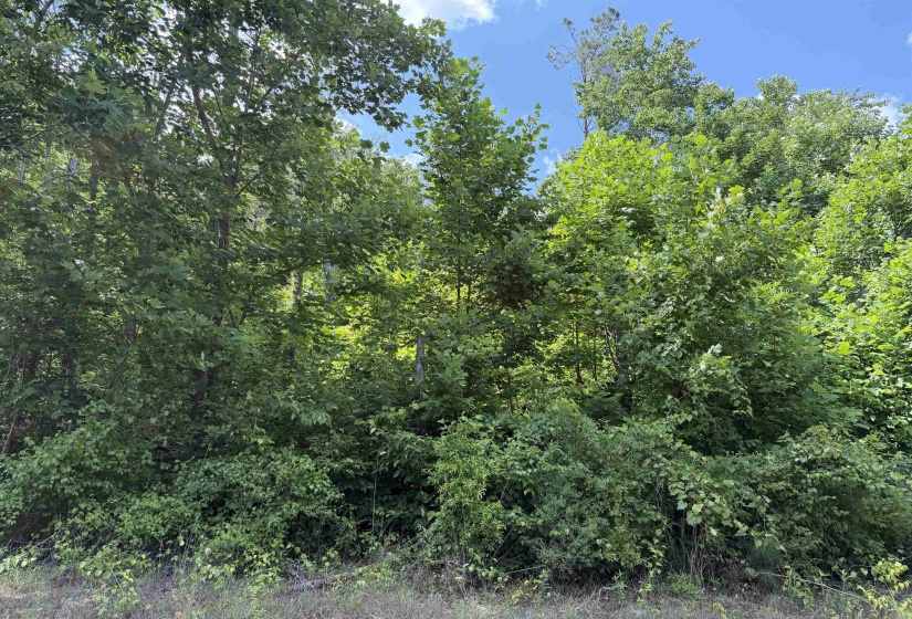 3 ROSE CREEK RD, Selmer, Tennessee 38375, 0 , 0 ,0,Land,For Sale,ROSE CREEK,0,10211461
