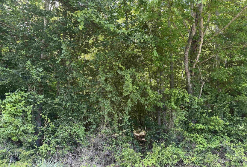 3 ROSE CREEK RD, Selmer, Tennessee 38375, 0 , 0 ,0,Land,For Sale,ROSE CREEK,0,10211461