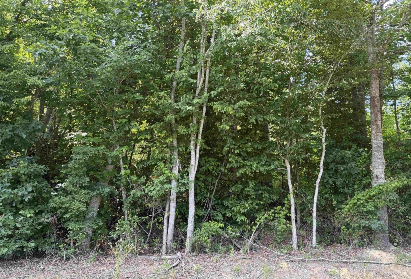 3 ROSE CREEK RD, Selmer, Tennessee 38375, 0 , 0 ,0,Land,For Sale,ROSE CREEK,0,10211461