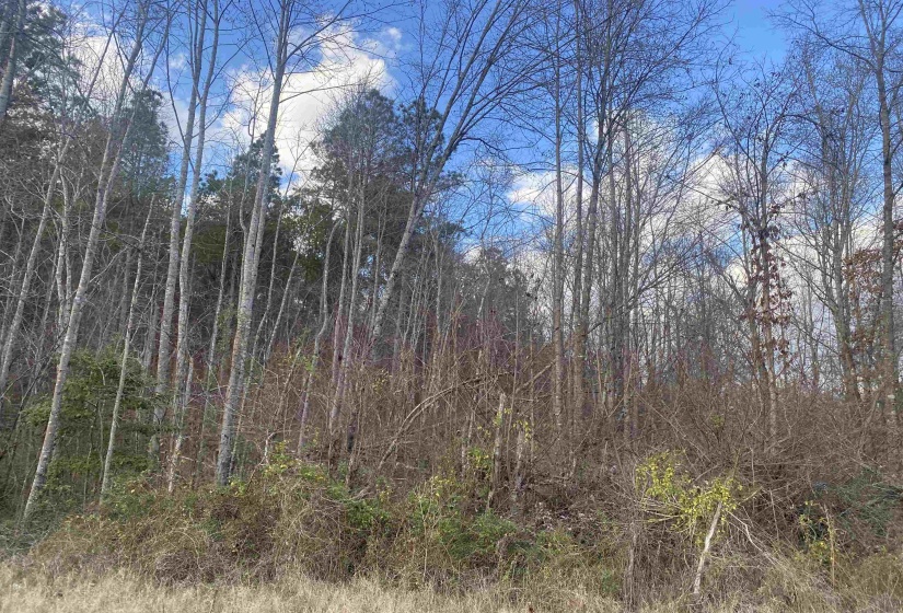 3 ROSE CREEK RD, Selmer, Tennessee 38375, 0 , 0 ,0,Land,For Sale,ROSE CREEK,0,10211461