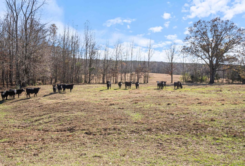 532 QUAILWOOD RD, Holly Springs, Mississippi 38635, ,Land,For Sale,QUAILWOOD,10211489