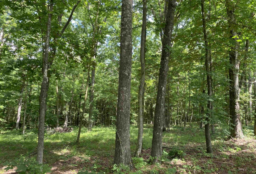 Wooded lot with mature deciduous trees and undergrowth, featuring natural ground cover and dappled sunlight