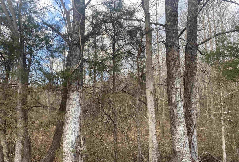 8 ROSE CREEK RD, Selmer, Tennessee 38375, 0 , 0 ,0,Land,For Sale,ROSE CREEK,0,10211595