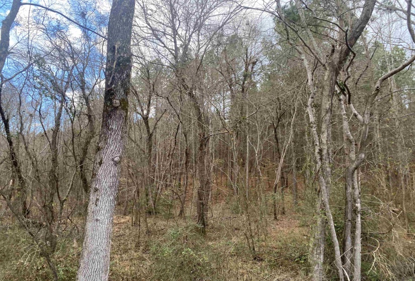 8 ROSE CREEK RD, Selmer, Tennessee 38375, 0 , 0 ,0,Land,For Sale,ROSE CREEK,0,10211595