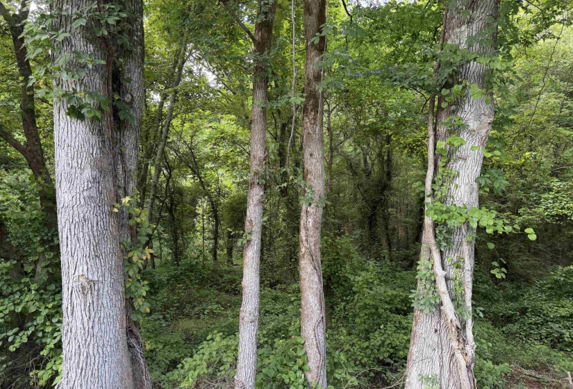 8 ROSE CREEK RD, Selmer, Tennessee 38375, 0 , 0 ,0,Land,For Sale,ROSE CREEK,0,10211595