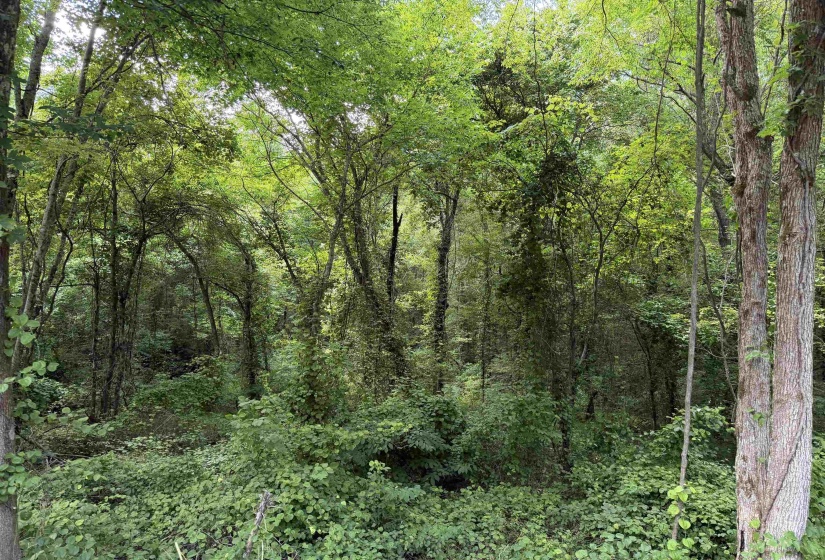 8 ROSE CREEK RD, Selmer, Tennessee 38375, 0 , 0 ,0,Land,For Sale,ROSE CREEK,0,10211595