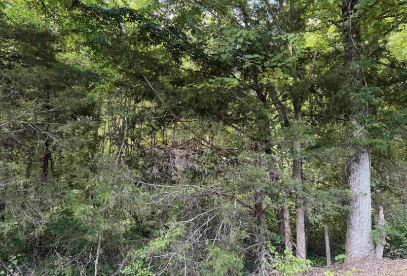 8 ROSE CREEK RD, Selmer, Tennessee 38375, 0 , 0 ,0,Land,For Sale,ROSE CREEK,0,10211595