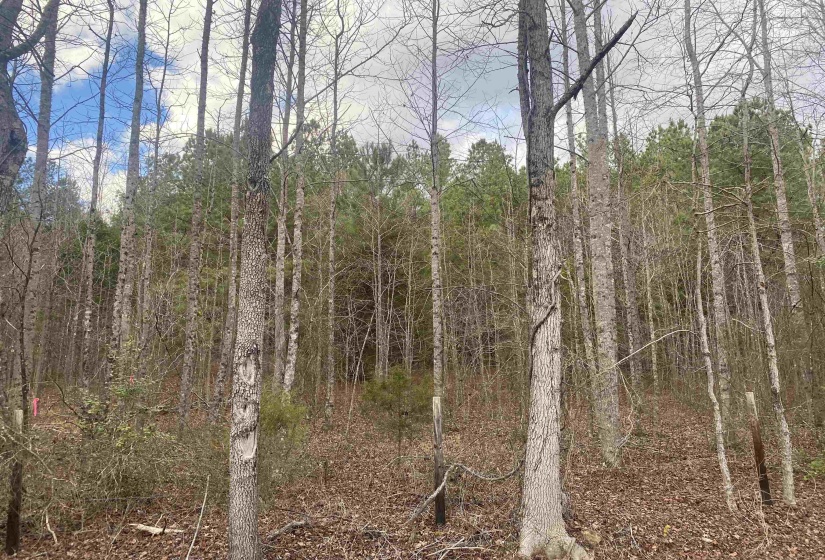 10 ROSE CREEK RD, Selmer, Tennessee 38375, 0 , 0 ,0,Land,For Sale,ROSE CREEK,0,10211605