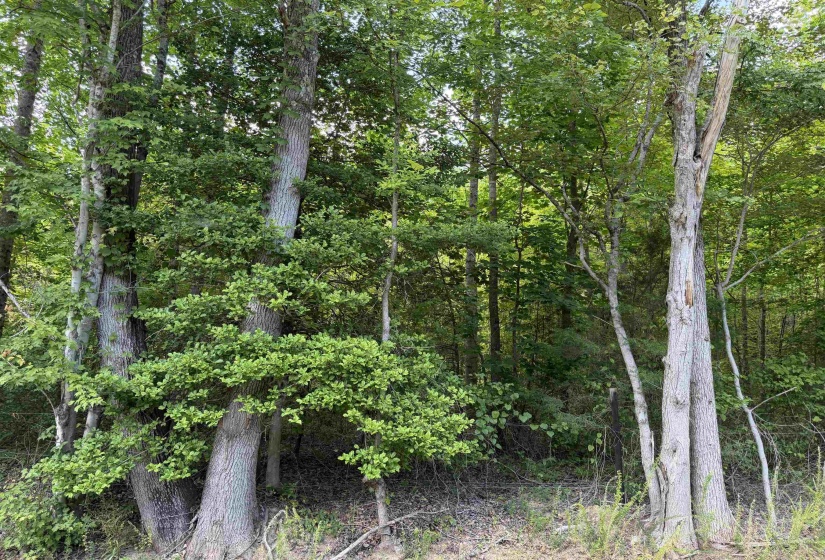 10 ROSE CREEK RD, Selmer, Tennessee 38375, 0 , 0 ,0,Land,For Sale,ROSE CREEK,0,10211605