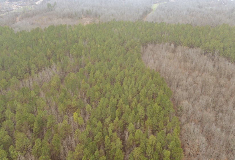 10970 PEA VINE RD, Pocahontas, Tennessee 38061-5002, ,Land,For Sale,PEA VINE,10211941