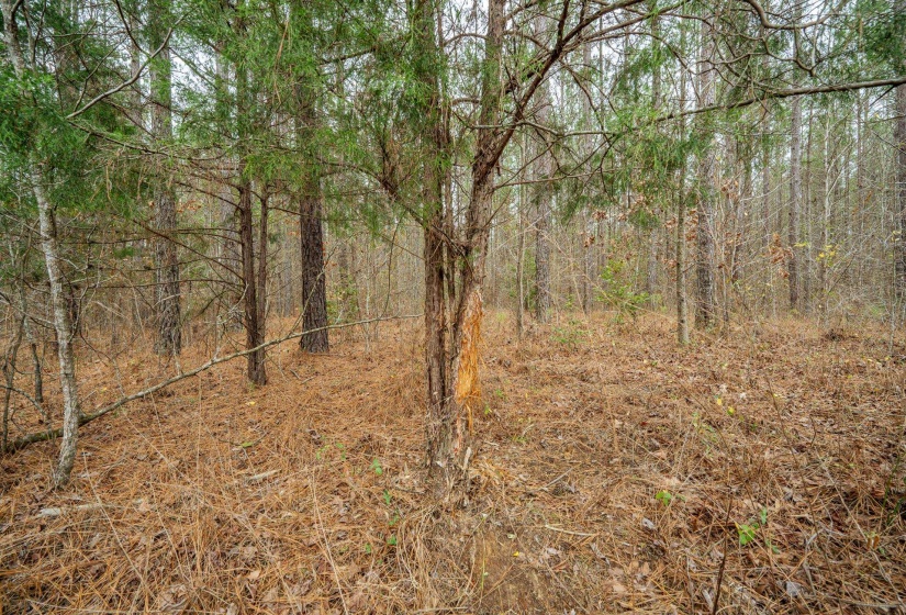 10970 PEA VINE RD, Pocahontas, Tennessee 38061-5002, ,Land,For Sale,PEA VINE,10211941