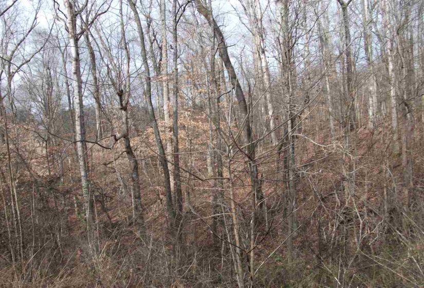 LOT 14 RAINBOW LN, Counce, Tennessee 38326, ,Land,For Sale,RAINBOW,10212426