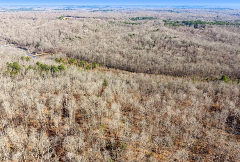 Aerial view of a forest