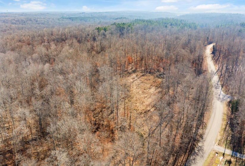 Bird's eye view of a forest