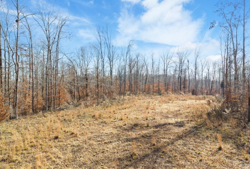 View of tree filled area