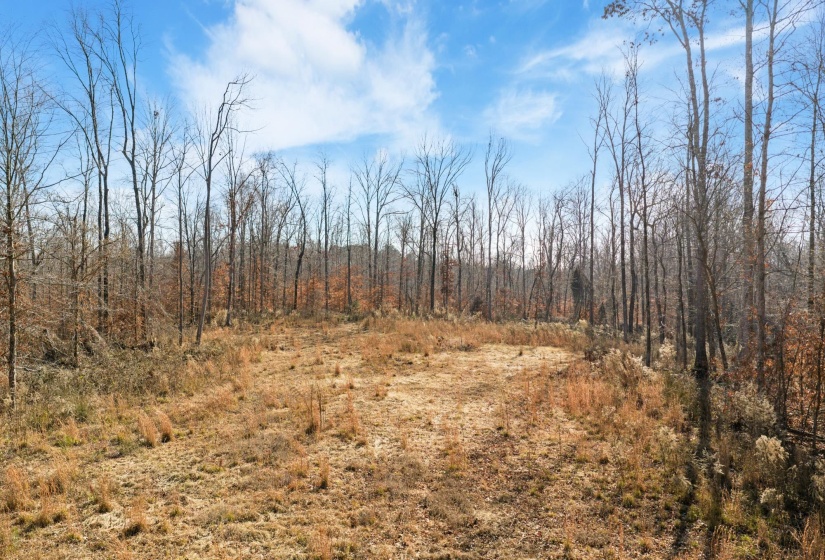 View of woods