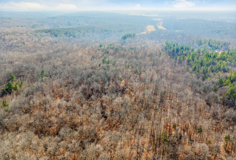 Aerial view of a forest