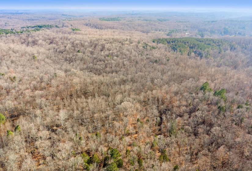 Drone / aerial view of a forest