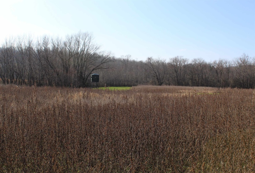 View of woods