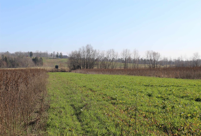 View of green lawn with a view of rural / pastoral area