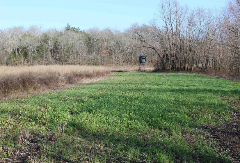 View of green lawn with a forest view