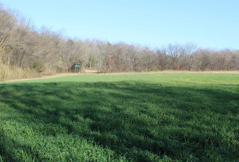 View of grassy yard with a forest view