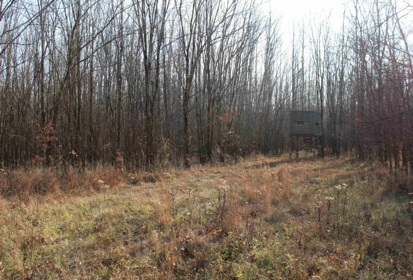 View of tree filled area