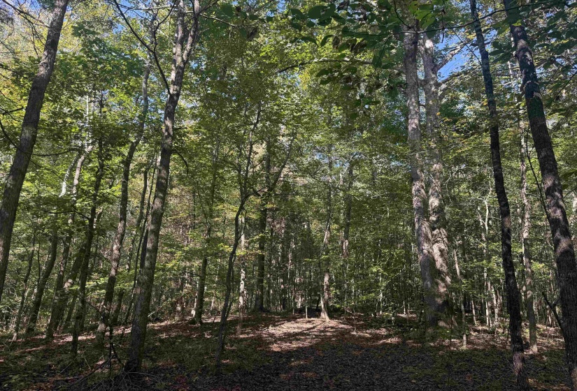 000 BURGESS LOOP RD, Middleton, Tennessee 38052, ,Land,For Sale,BURGESS LOOP,10212654
