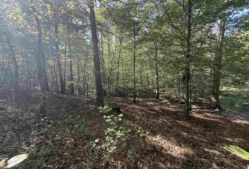 000 BURGESS LOOP RD, Middleton, Tennessee 38052, ,Land,For Sale,BURGESS LOOP,10212654
