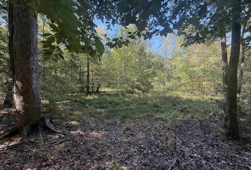 000 BURGESS LOOP RD, Middleton, Tennessee 38052, ,Land,For Sale,BURGESS LOOP,10212654