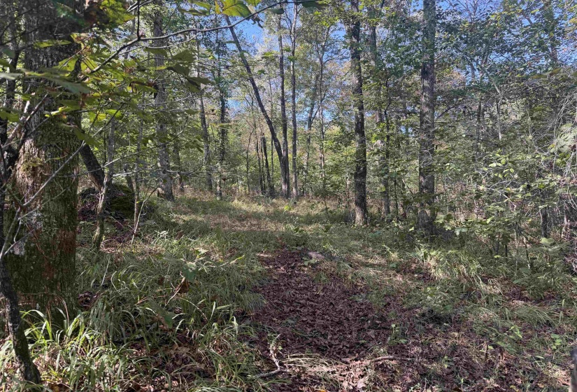 000 BURGESS LOOP RD, Middleton, Tennessee 38052, ,Land,For Sale,BURGESS LOOP,10212654