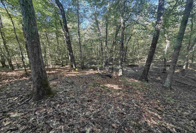 000 BURGESS LOOP RD, Middleton, Tennessee 38052, ,Land,For Sale,BURGESS LOOP,10212654