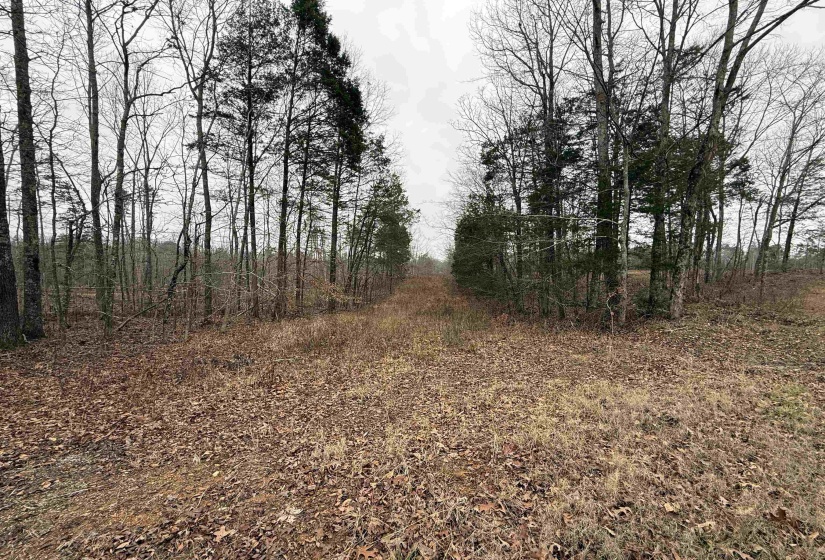 View of undeveloped land