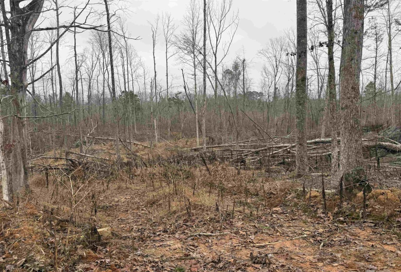 View of undeveloped land