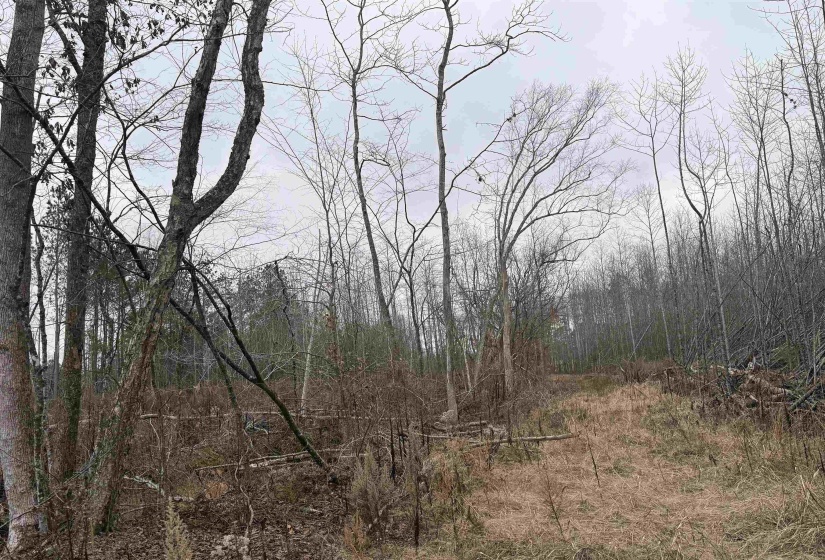 View of tree filled area
