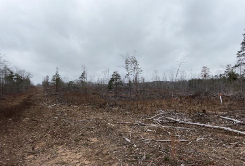 View of local wilderness