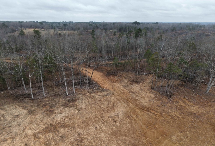 Drone / aerial view of a forest