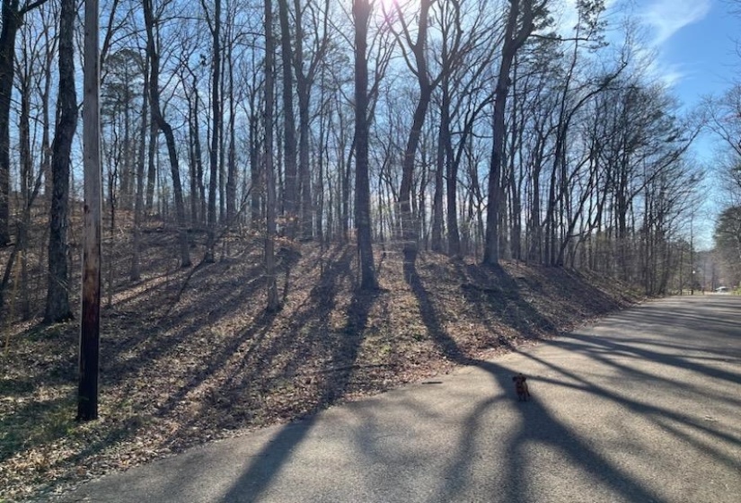 LOT 16 MOSS TRL, Counce, Tennessee 38326, ,Land,For Sale,MOSS,10212914
