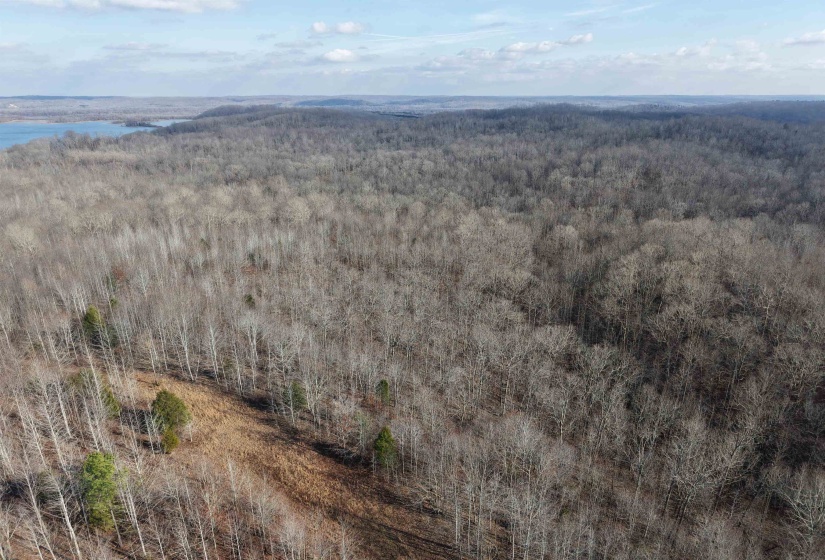 Bird's eye view of a forest