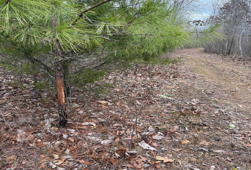 View of local wilderness