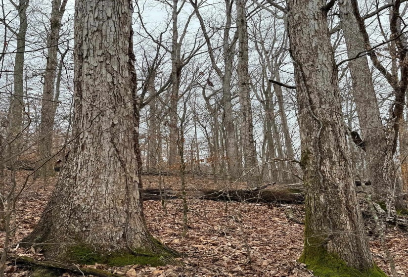 View of nature