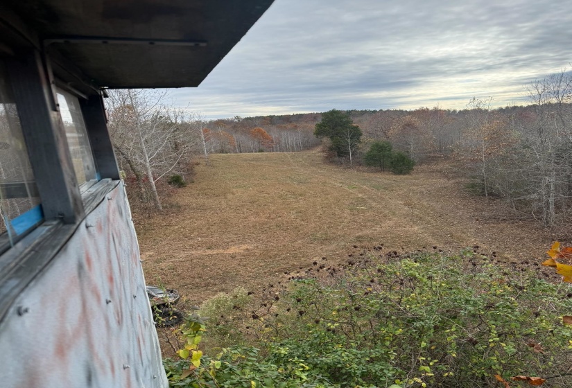 View of grassy yard