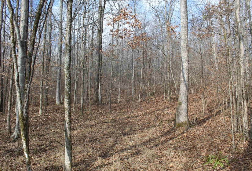 View of local wilderness