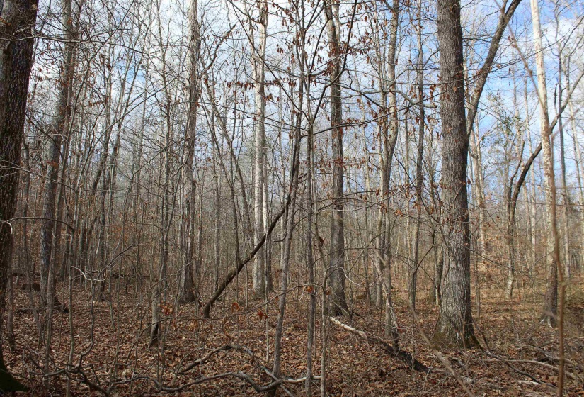 View of undeveloped land