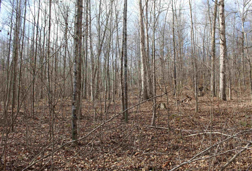 View of nature