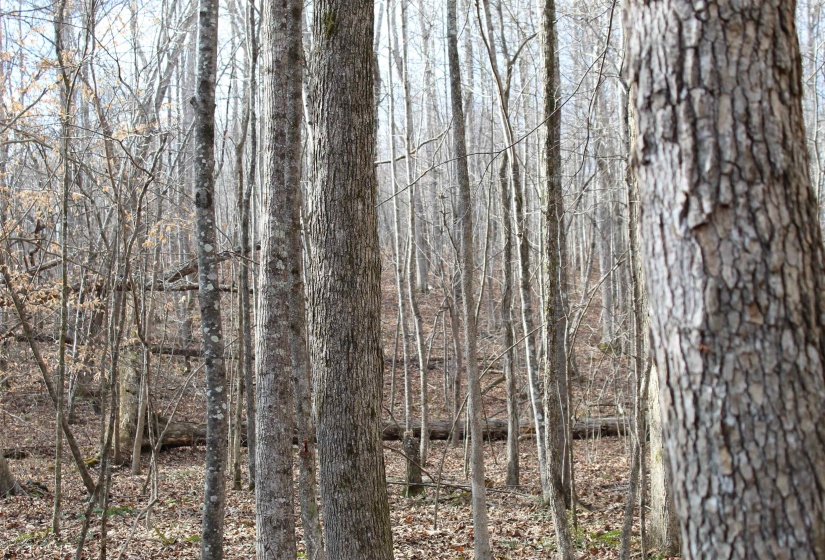 View of undeveloped land