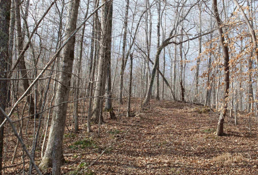 View of wooded area